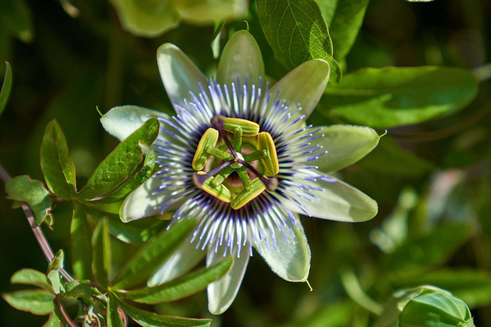 Home a close up of a flower on a tree