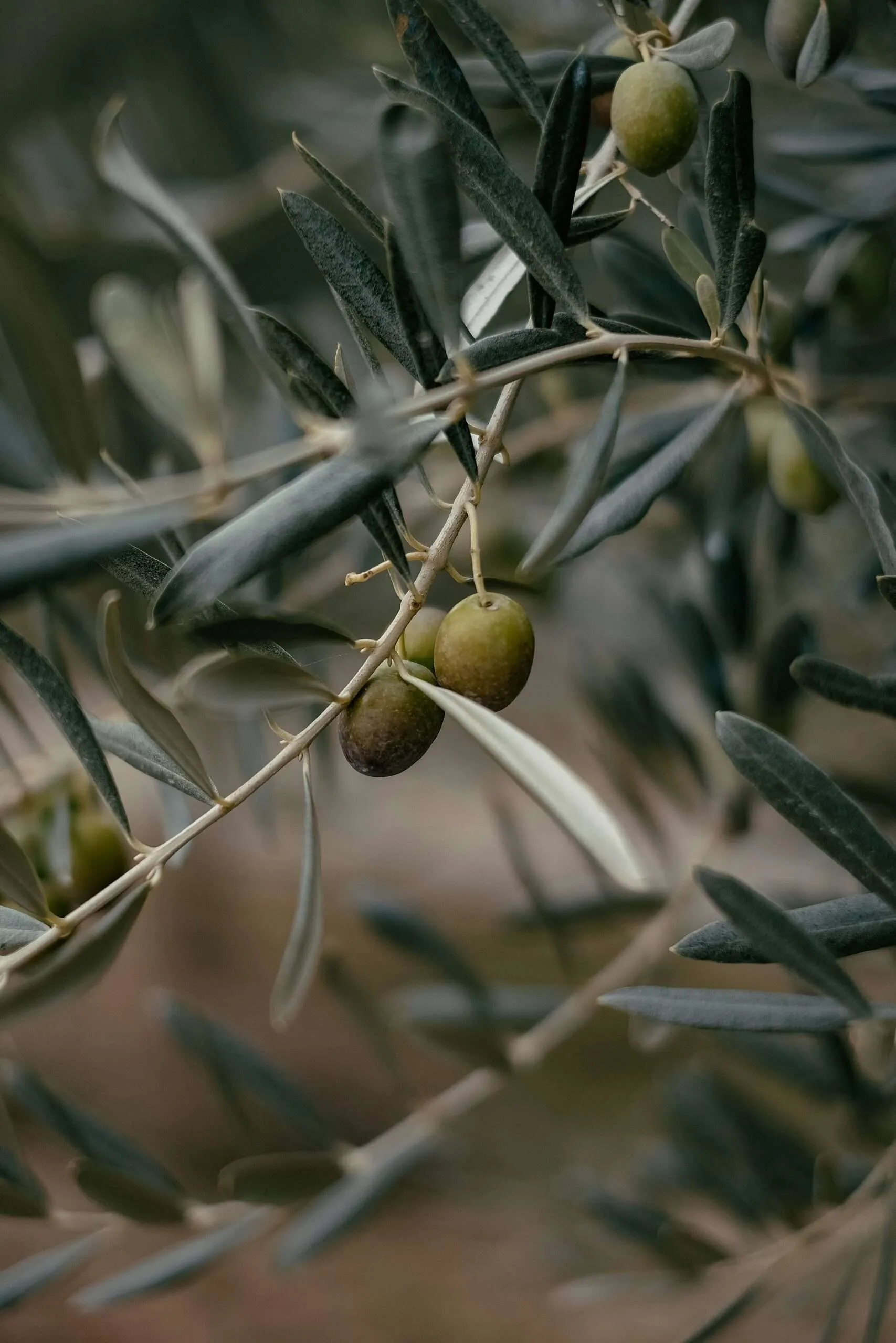 Home green and brown round fruit