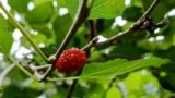 The Health Benefits of Mulberries: A Delicious and Nutritious Fruit for Your Well-being
