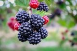The Health Benefits of Blackberries