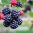 The Health Benefits of Cranberries