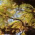 The Health Benefits of Ugli Fruit