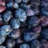 The Health Benefits of Cranberries
