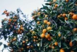 The Health Benefits of Kumquat