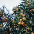 The Health Benefits of Kiwano (Horned Melon)