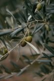 The Health Benefits of Olive