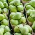The Health Benefits of Persimmon