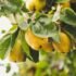 The Health Benefits of Prickly Pear
