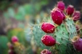 The Health Benefits of Prickly Pear