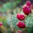 The Health Benefits of Quince: A Versatile and Nutrient-Packed Fruit