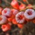 25 Health Benefits of Pomegranates