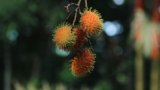 The Amazing Health Benefits of Rambutan