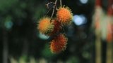 The Amazing Health Benefits of Rambutan
