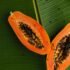 The Health Benefits of Guava: A Nutrient-Packed Tropical Fruit