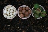 The Health Benefits of Macadamia Nuts