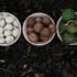 The Health Benefits of Maracuya: Boosting Immunity, Improving Digestion, and More