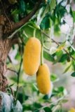 The Health Benefits of Jackfruit